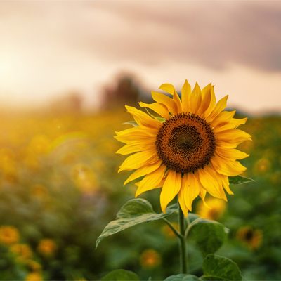 Sunflower Mini Sessions